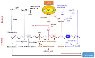 Digestion and Absorption of Milk Phospholipids in Newborns and Adults